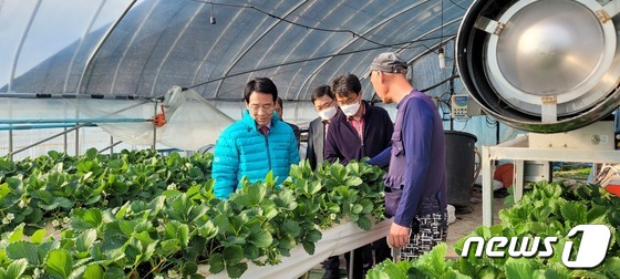강진원 강진군수(왼쪽)가 딸기 농가를 방문, 작황을 살펴보고 있다.(강진군 제공)/뉴스1