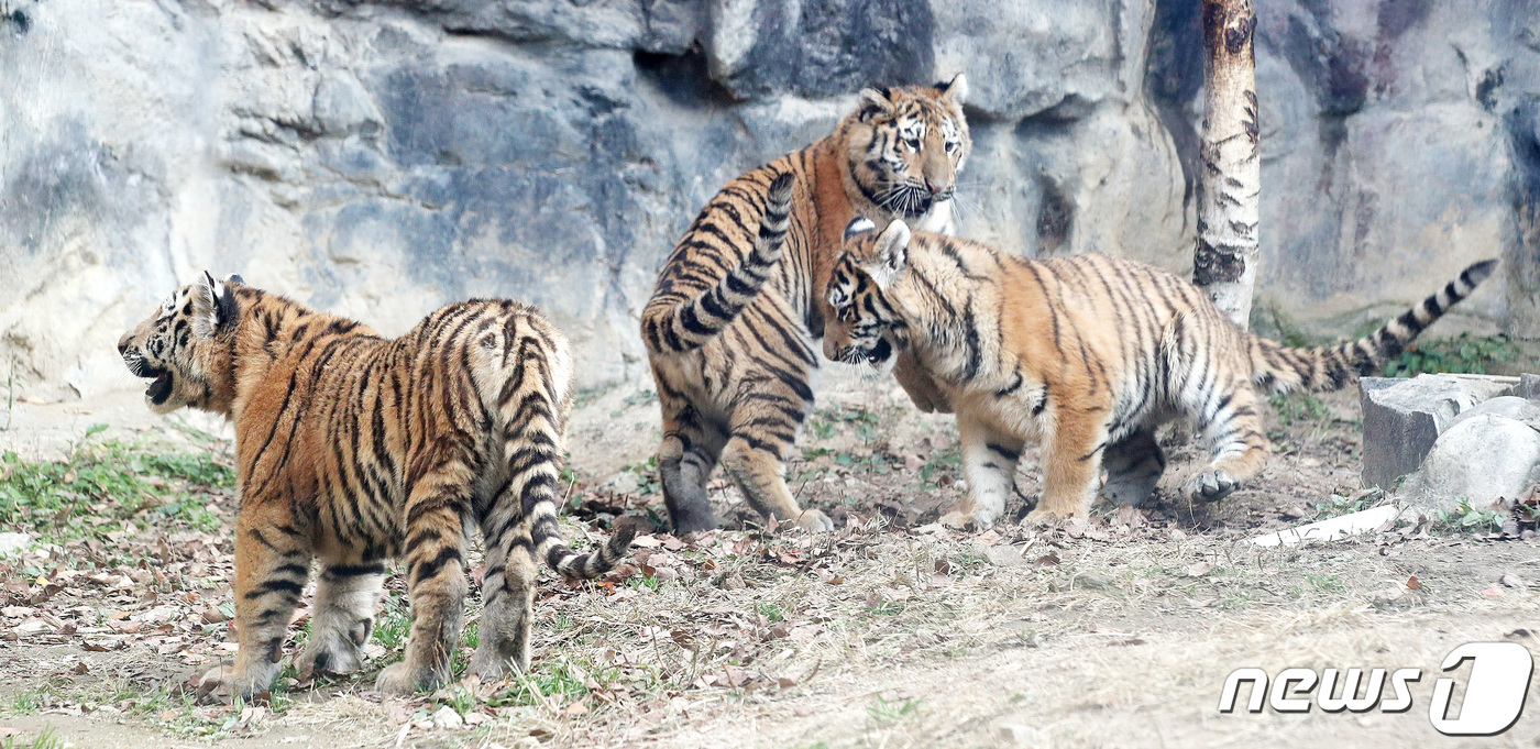 (과천=뉴스1) 박지혜 기자 = 11일 오후 경기 과천 서울대공원에서 올해 태어난 시베리아 새끼 호랑이 세 마리 '해랑·파랑·사랑'이 공개되고 있다.'삼둥이'는 멸종위기 야생동물 …