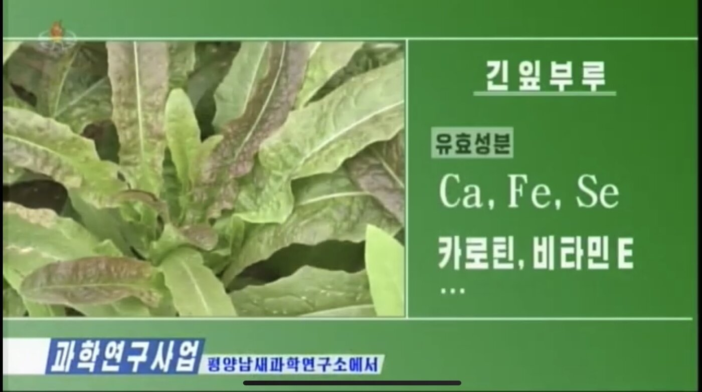 본문 이미지 - 평양남새과학연구소가 품종 연구 중인 긴입부루(상추)(조선중앙TV 갈무리)ⓒ 뉴스1