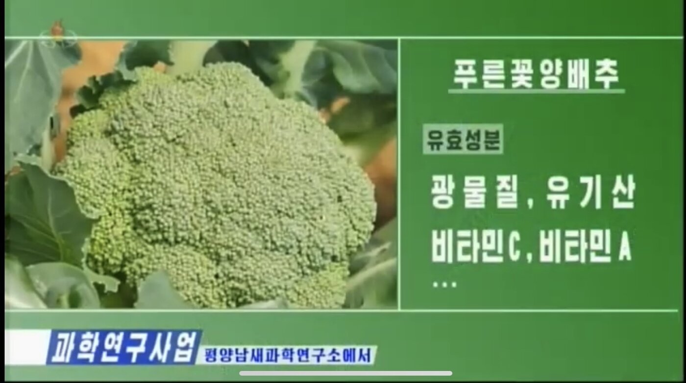 본문 이미지 - 평양남새과학연구소가 품종 연구 중인 브로콜리.(조선중앙TV 갈무리)ⓒ 뉴스1