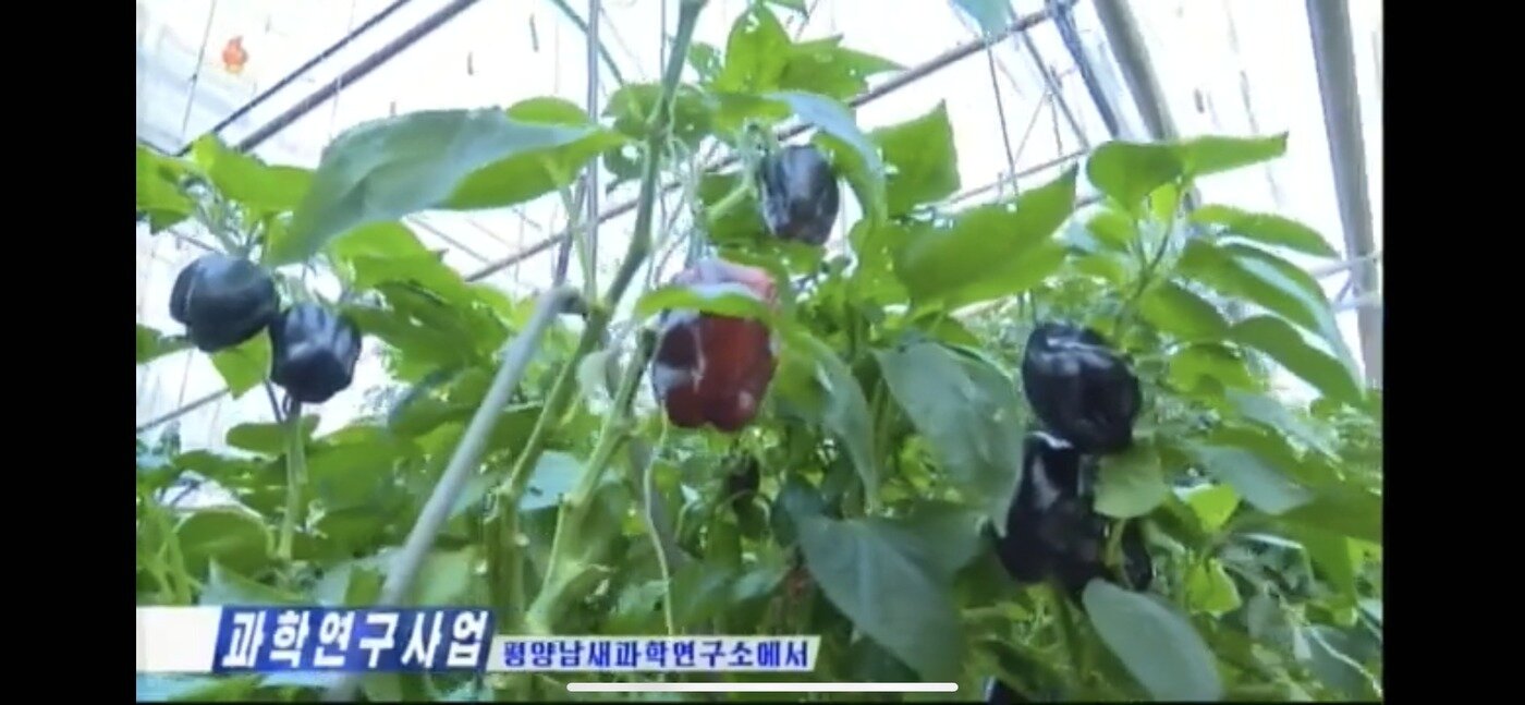 본문 이미지 - 평양남새과학연구소가 개발한 검은색의 채소. (조선중앙TV 갈무리)ⓒ 뉴스1