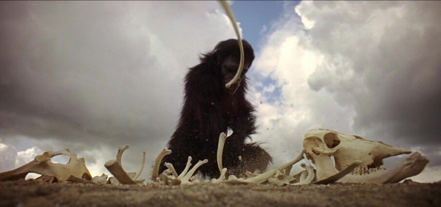 본문 이미지 - 영화 '2001 스페이스 오디세이'에서 유인원이 도구를 발견하는 장면 / 사진 출처=영화 캡처 