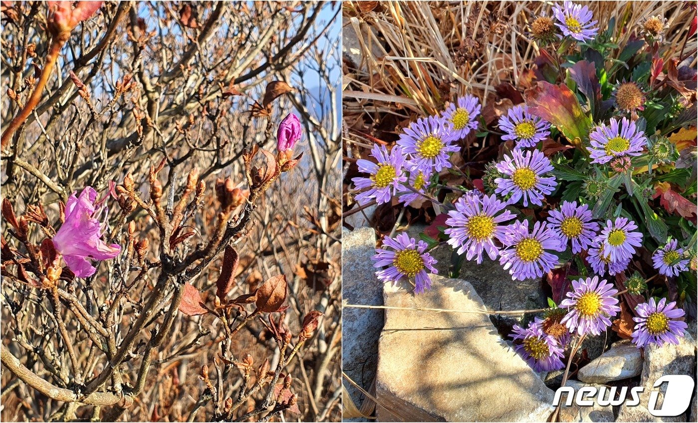 본문 이미지 - 11월의 진달래와 쑥부쟁이. 햇빛 쨍쨍한 양지에서 진달래가 계절을 착각해 꽃을 내밀었고, 다른 꽃들이 다 졌는데도 쑥부쟁이 종류 한 무더기가 쌩쌩하게 피어있다.