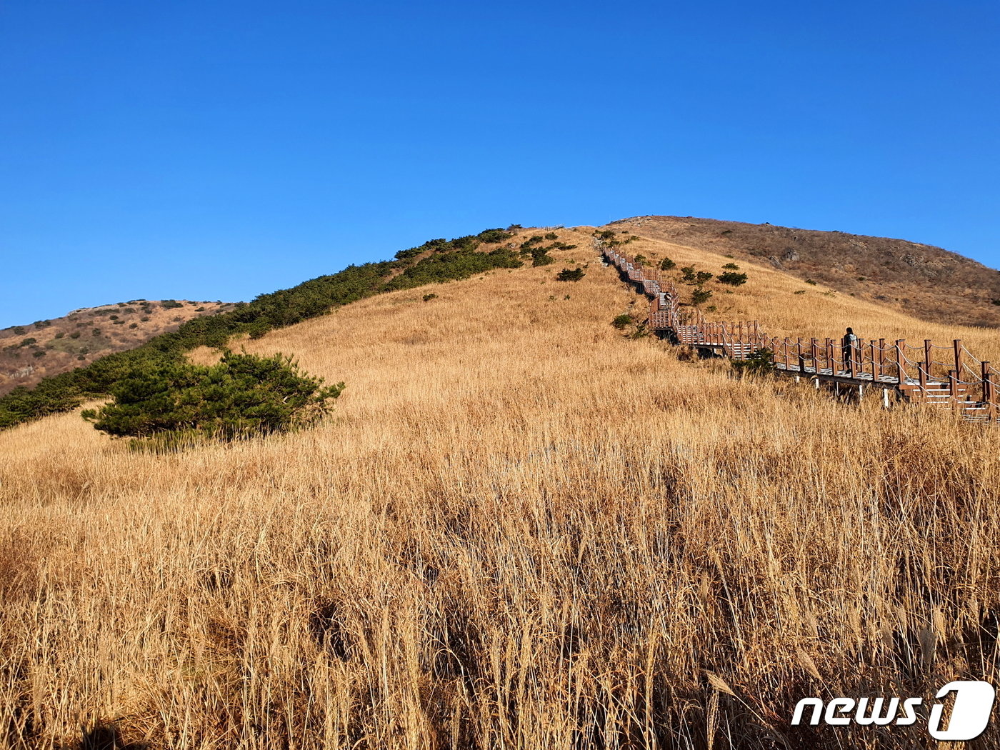 신불재 억새밭. 은빛 꽃술들은 다 떨어지고, 빈 이삭만 바람에 흔들리는 황금빛 물결.