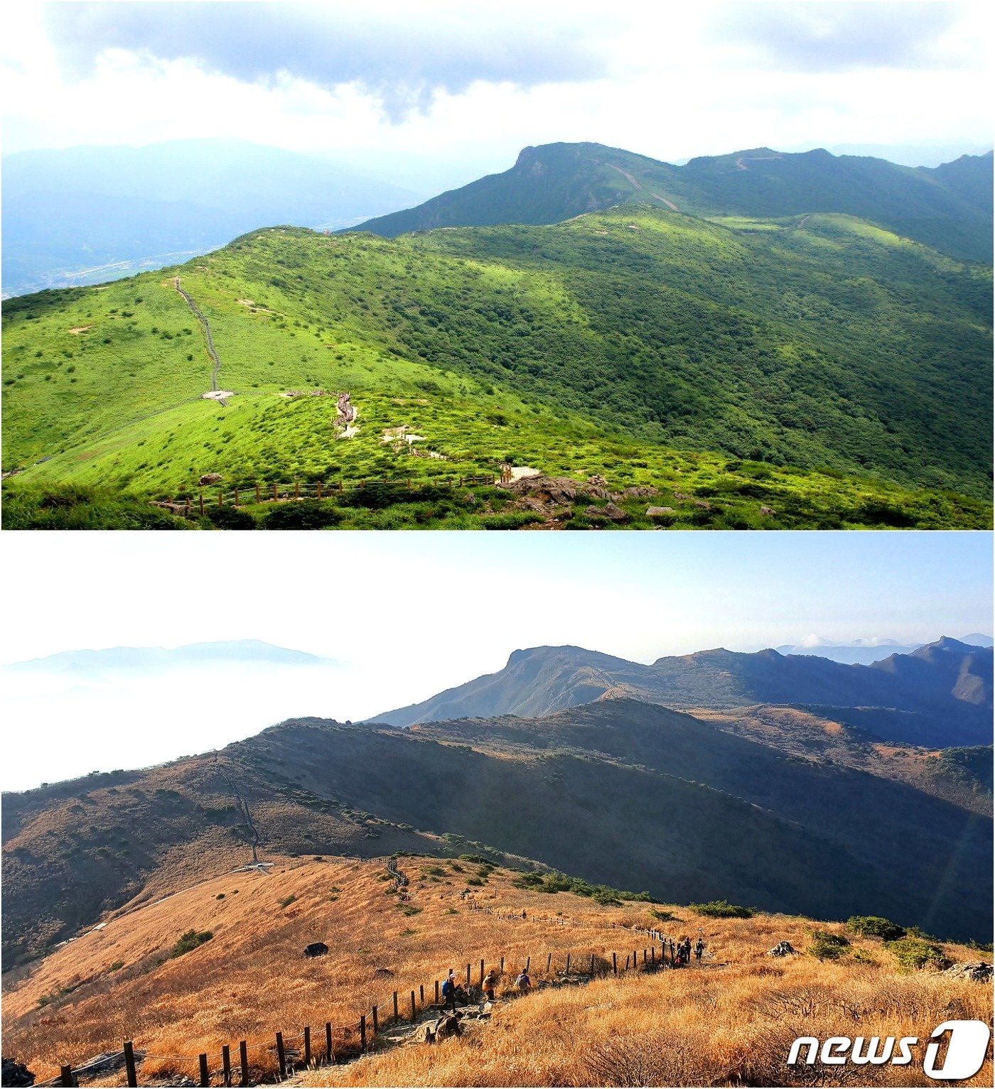 본문 이미지 - 신불산 고원의 여름과 가을. 여름엔 정말 스위스 알프스 초원같고, 가을엔 천상 한국의 산이다.