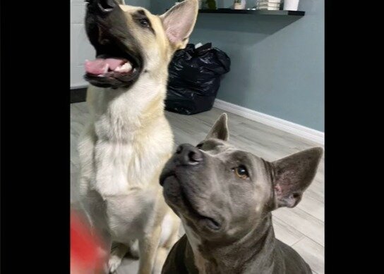 본문 이미지 - 6세 주인을 구하기 위해 이웃집 개와 맞선 개들. (틱톡 갈무리)