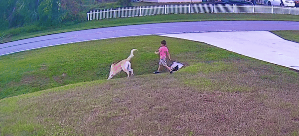 본문 이미지 - (틱톡 갈무리)