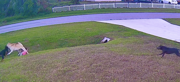 본문 이미지 - (틱톡 갈무리)