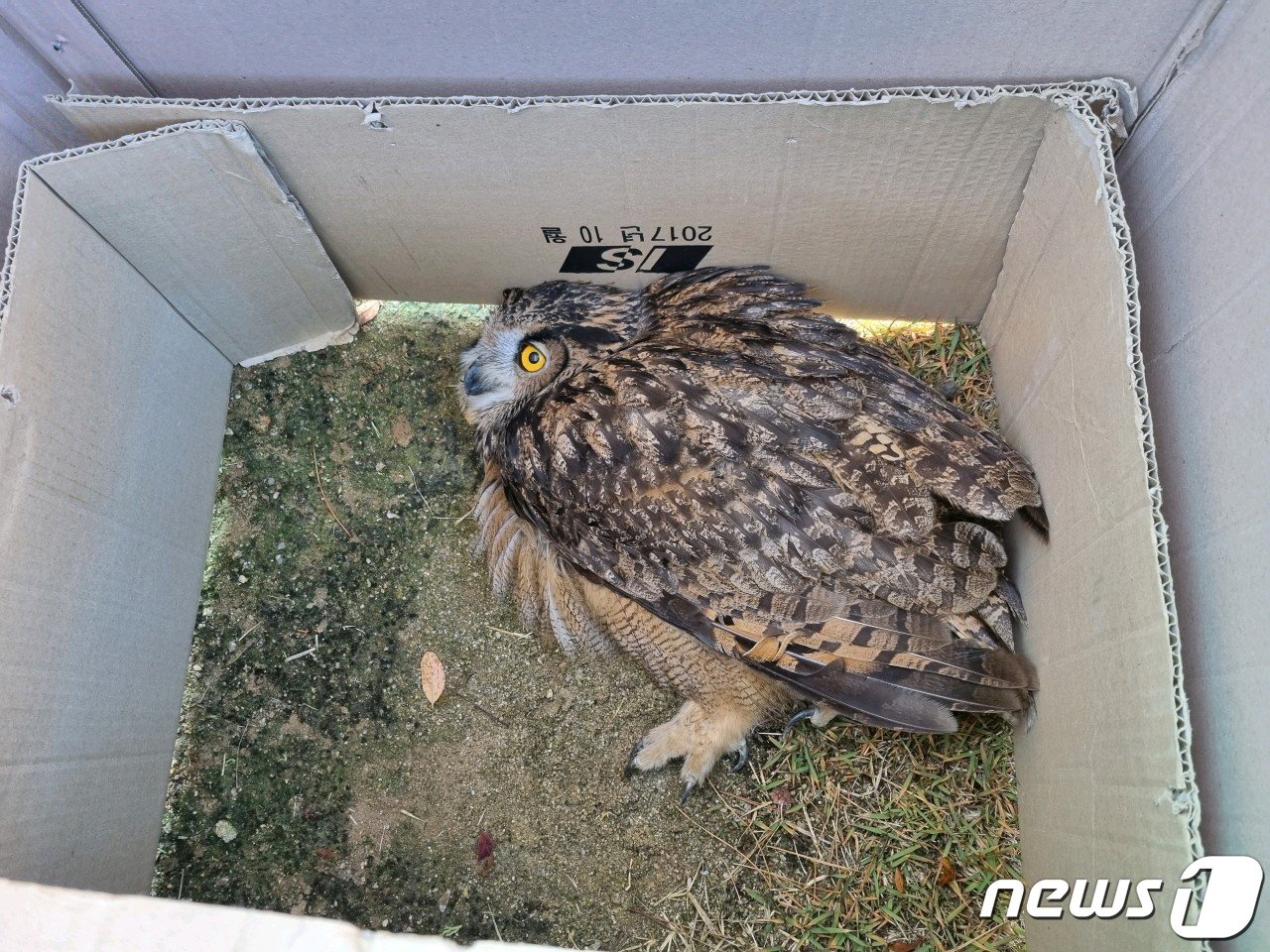 충북 보은에서 교통사고 당한 천연기념물 수리부엉이. &#40;독자 제공&#41;