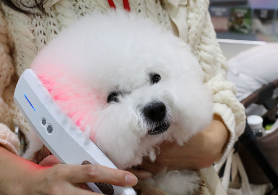 반려동물 용품 규격, 중국이 정할 수도…"펫산업 표준 대응 시급"