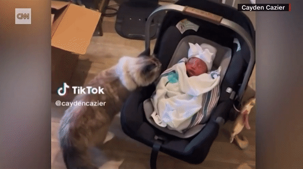 본문 이미지 - 케이지어 부부의 새로 태어난 아기와 반려묘 피피의 첫 만남. (CNN 갈무리)