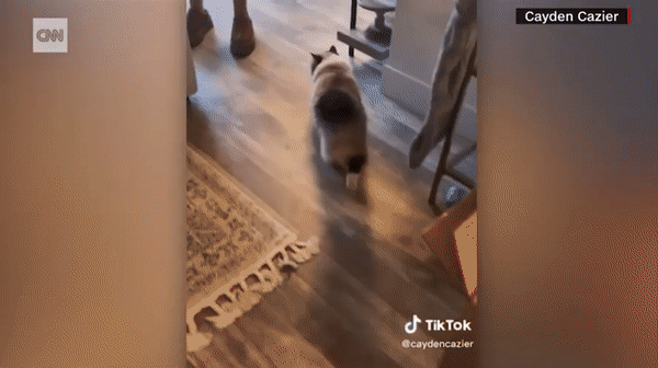 본문 이미지 - 아기와 만난 후 다른 방으로 도망가 헛구역질을 하기 시작한 피피.  (CNN 갈무리)