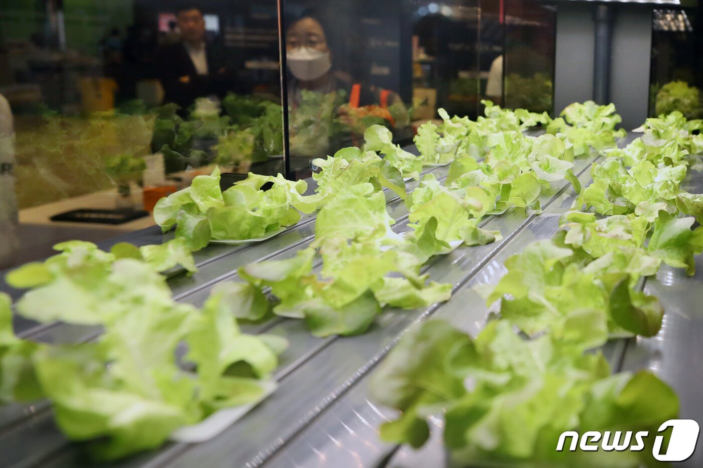 본문 이미지 - 서울 강남구 코엑스에서 열린 '코엑스 푸드위크 2022(제17회 서울국제식품산업전)'에서 참석자들이 스마트팜을 관람하고 있다. 2022.11.2/뉴스1 ⓒ News1 송원영 기자
