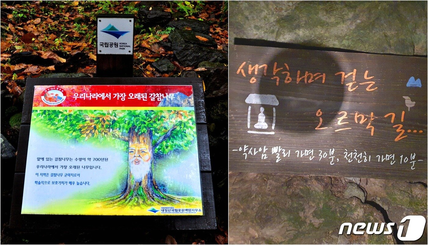 본문 이미지 - 갈참나무 해설판과 천천히 가라는 표지판. 아름다운 자연과 해설판을 음미하면서 천천히 가는 산행이 좋다.