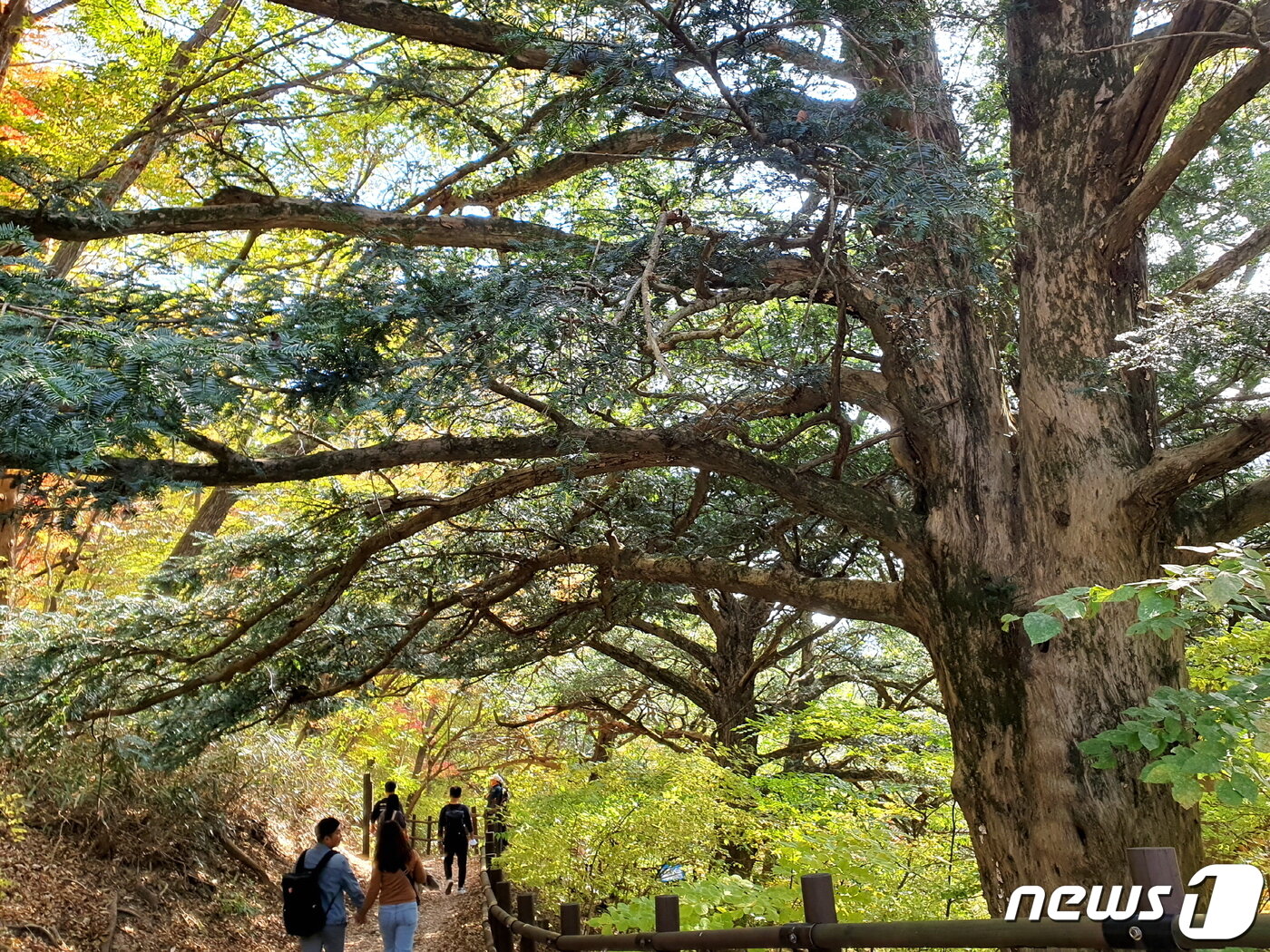 본문 이미지 - 원적암 주변의 비자나무 거목들이 육체미를 과시하듯 언제나 우람하다.