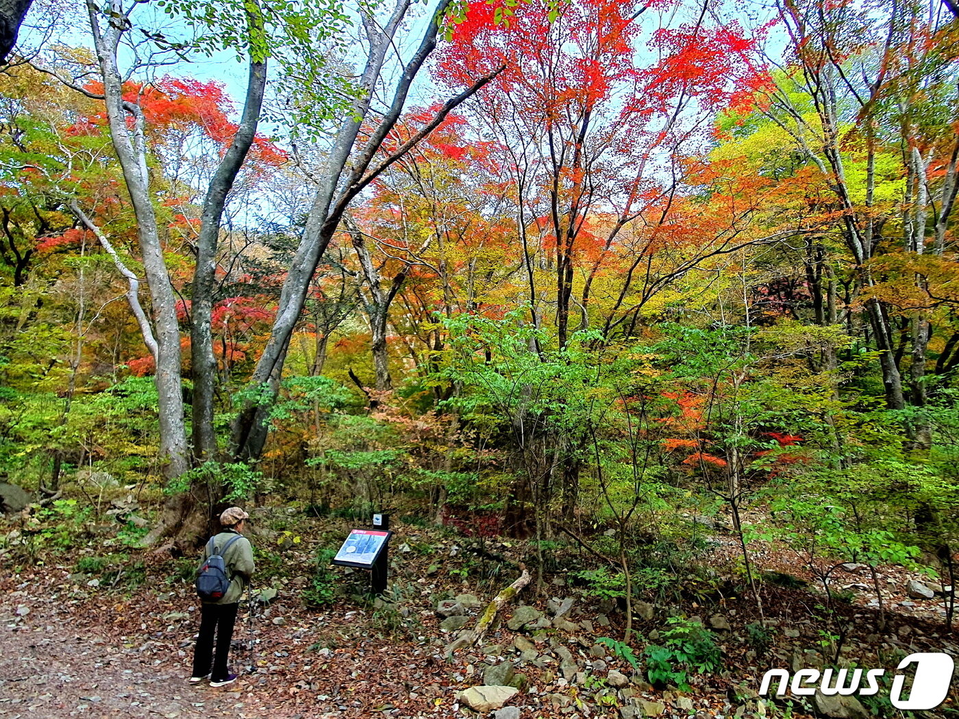 곱고 예쁜 원적암 계곡 자연관찰로. 탐방객 한 분이 자연공부에 빠져있다.