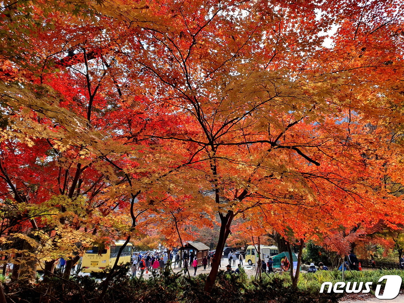 본문 이미지 - 만산홍엽(滿山紅葉). 탐방안내소 앞 광장에 단풍의 바다가 펼쳐졌다.