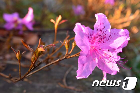 오늘의 날씨]대구·경북(22일,화)…내일까지 5~80㎜ 비, 최대 100㎜ 이상 - 뉴스1