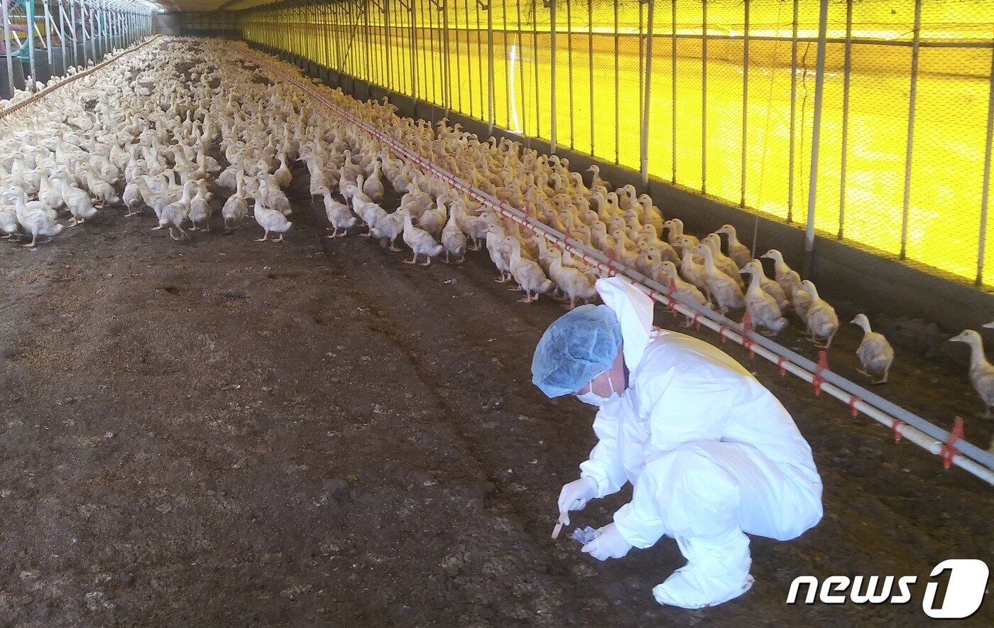 본문 이미지 - 전남도 등 방역당국이 조류인플루엔자 검사를 위해 오리농장에서 시료를 채취하고 있는 모습.&#40;전남도 제공&#41; 2022.11.22/뉴스1 ⓒ News1