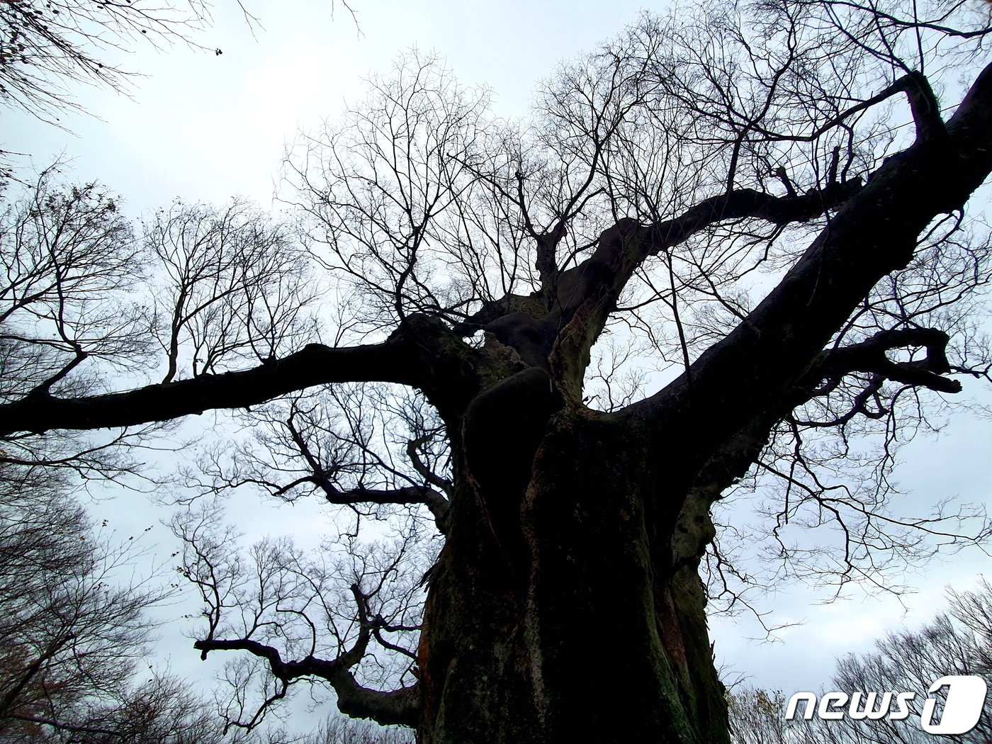 본문 이미지 - 1200년 된 천년수. 높이 22m, 둘레 9.6m. 나무 꼭대기에 솟은 가지 하나 하나가 커다란 나무다. 그러니 이 나무는 숲이다.