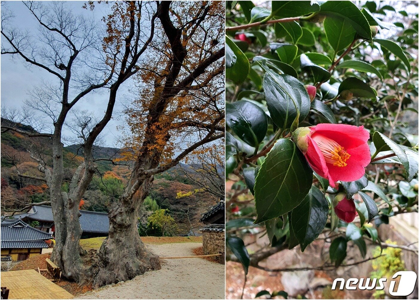 느티나무 연리근&#40;連理根&#41;과 동백꽃. 뿌리가 이어져 사랑나무라 불리는 두 그루의 느티나무. 그리고 벌써 꽃을 피워내고 있는 반야교 옆의 동백나무.