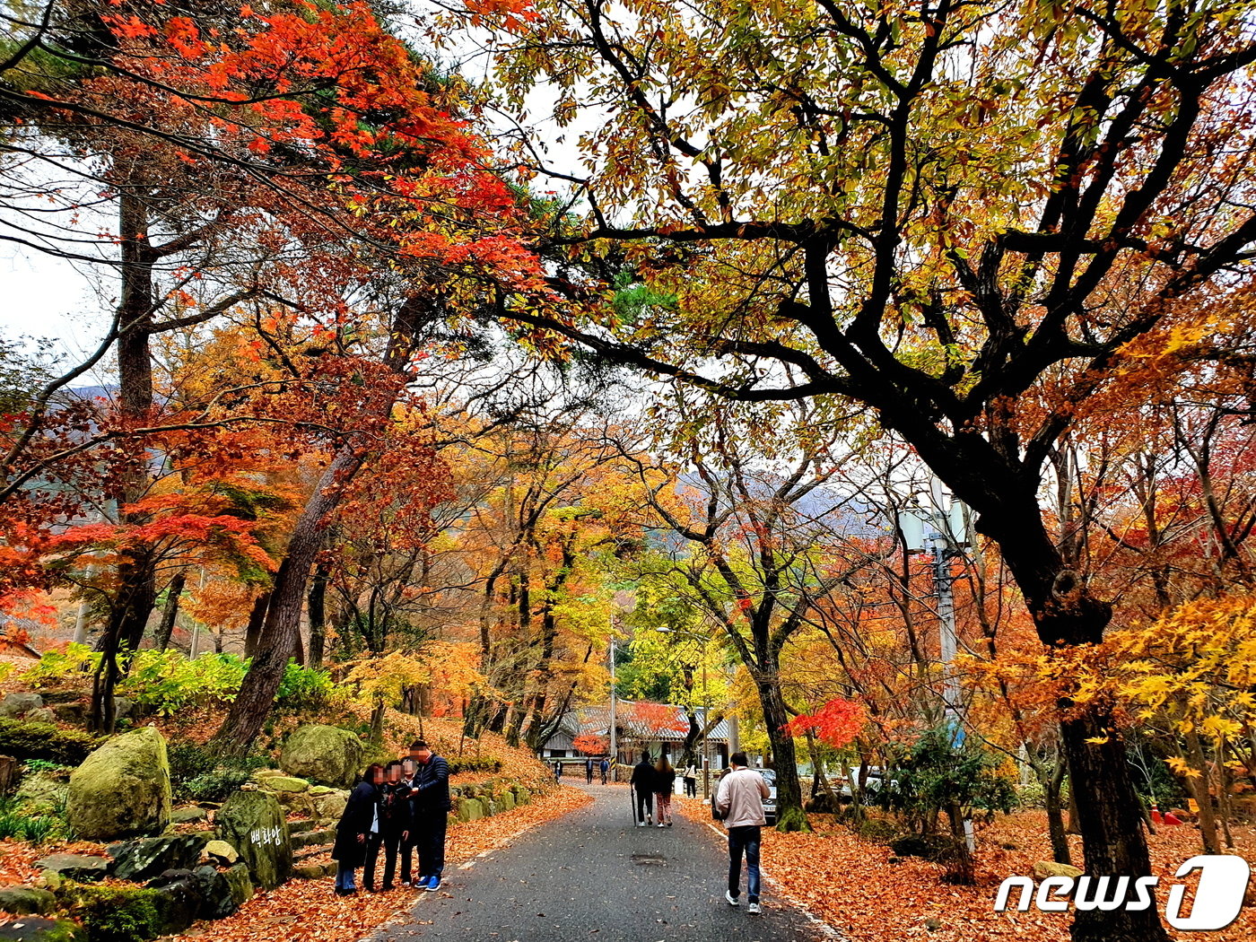 ‘땅끝 천년 숲길’의 단풍. 국토의 남쪽 땅끝에서 보는 금년도 마지막 단풍 풍경.