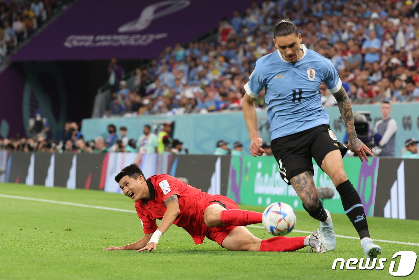 본문 이미지 - 24일 오후&#40;현지시간&#41; 카타르 알라이얀 에듀케이션 시티 스타디움에서 열린 2022 카타르 월드컵 조별리그 H조 1차전 대한민국과 우루과이의 경기에서 김민재가 상대 선수와 볼경합 도중 넘어지고 있다. 2022.11.24/뉴스1 ⓒ News1 이동해 기자