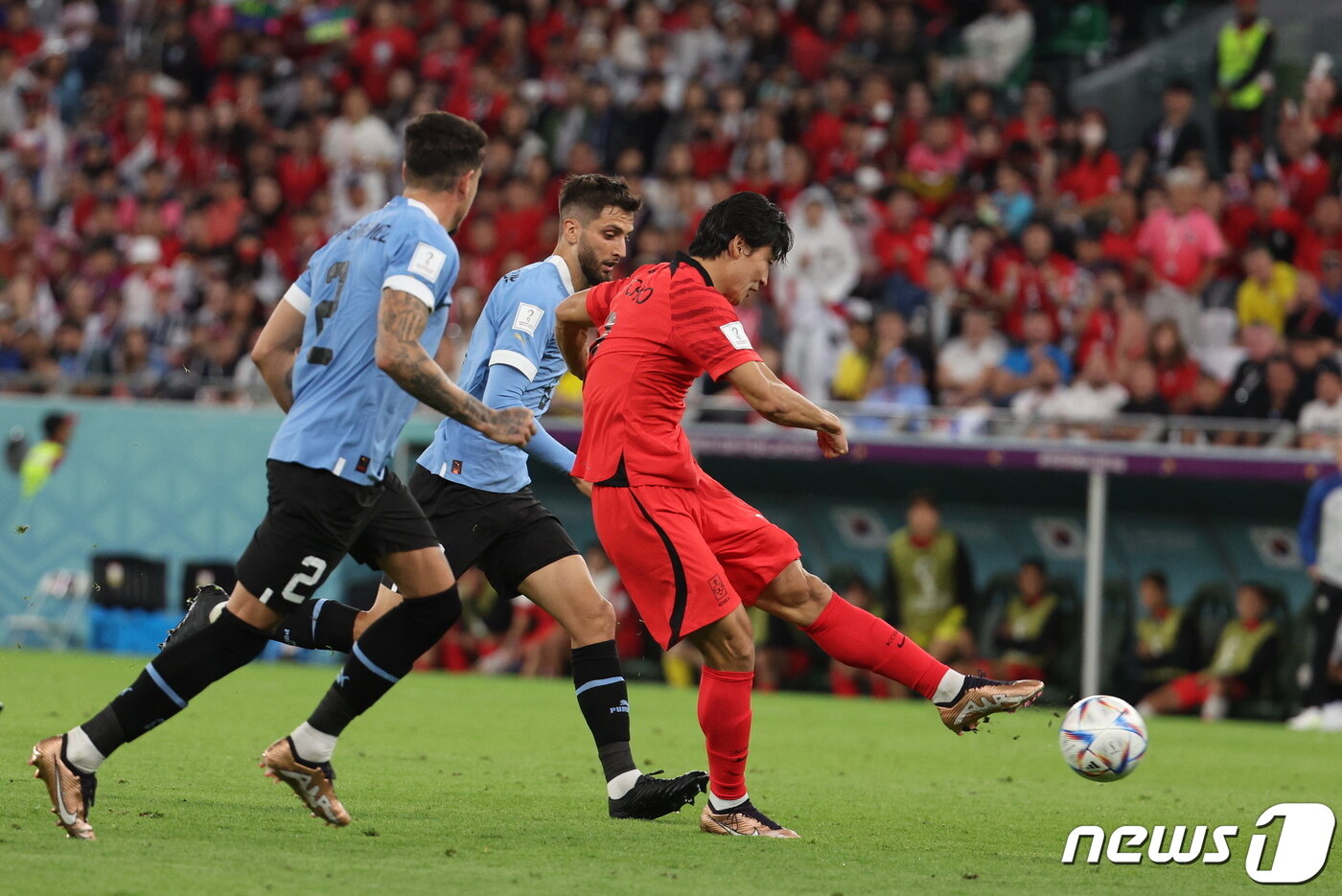 본문 이미지 - 조규성이 24일 오후(현지시간) 카타르 알라이얀 에듀케이션 시티 스타디움에서 열린 2022 카타르 월드컵 조별리그 H조 1차전 우루과이와의 경기에서 슛을 날리고 있다. 2022.11.24/뉴스1 ⓒ News1 이광호 기자