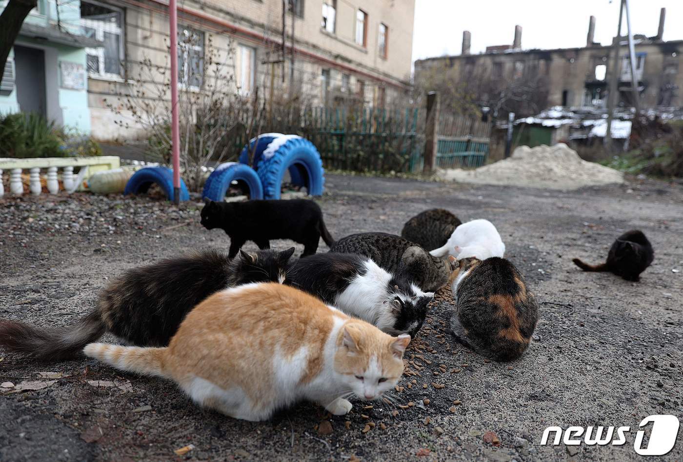 본문 이미지 - 러시아의 우크라이나 침공이 한창인 24일(현지시간) 도네츠크 지방 리만 마을의 한 주택가 마당에서 길고양이들이 밥을 먹고 있다. 22.11.24 ⓒ AFP=뉴스1 ⓒ News1 김예슬 기자