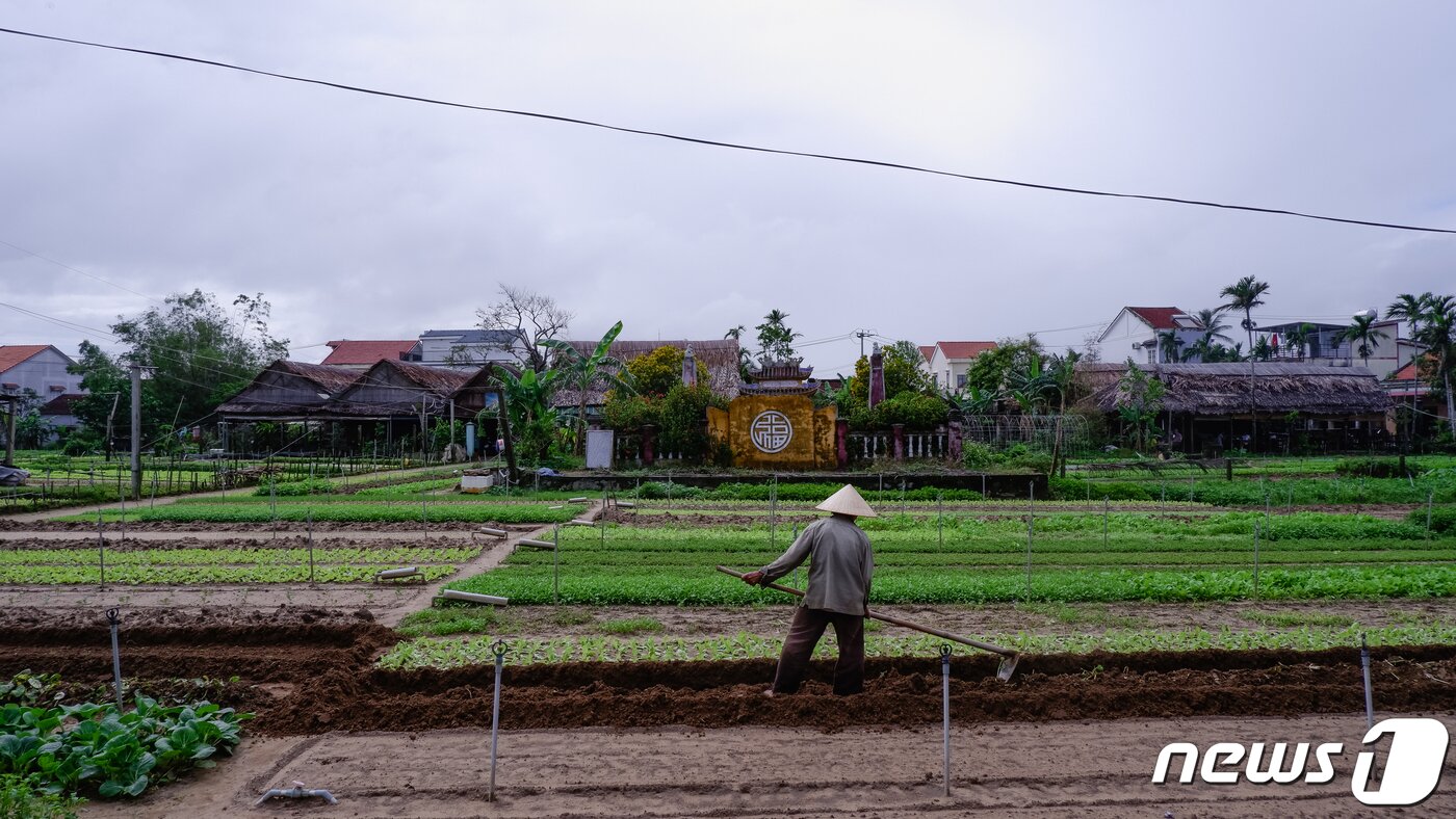 본문 이미지 - 트라 꿰 채소마을의 풍경ⓒ News1  