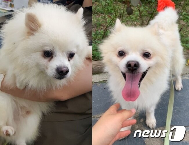 본문 이미지 - 발라당입양센터에서 보호 중인 강아지 구조 당시(왼쪽)와 현재 모습(동행 제공)