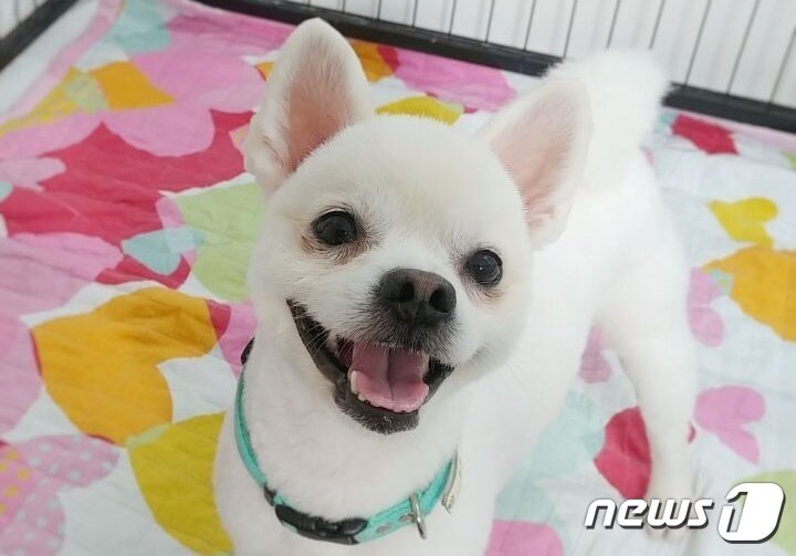 본문 이미지 - 발라당입양센터에서 보호 중인 강아지(동행 제공)