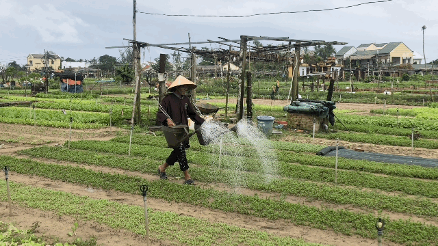 본문 이미지 - 전통적인 농사법을 직접 시연하는 쓰어(60)씨ⓒ News1  