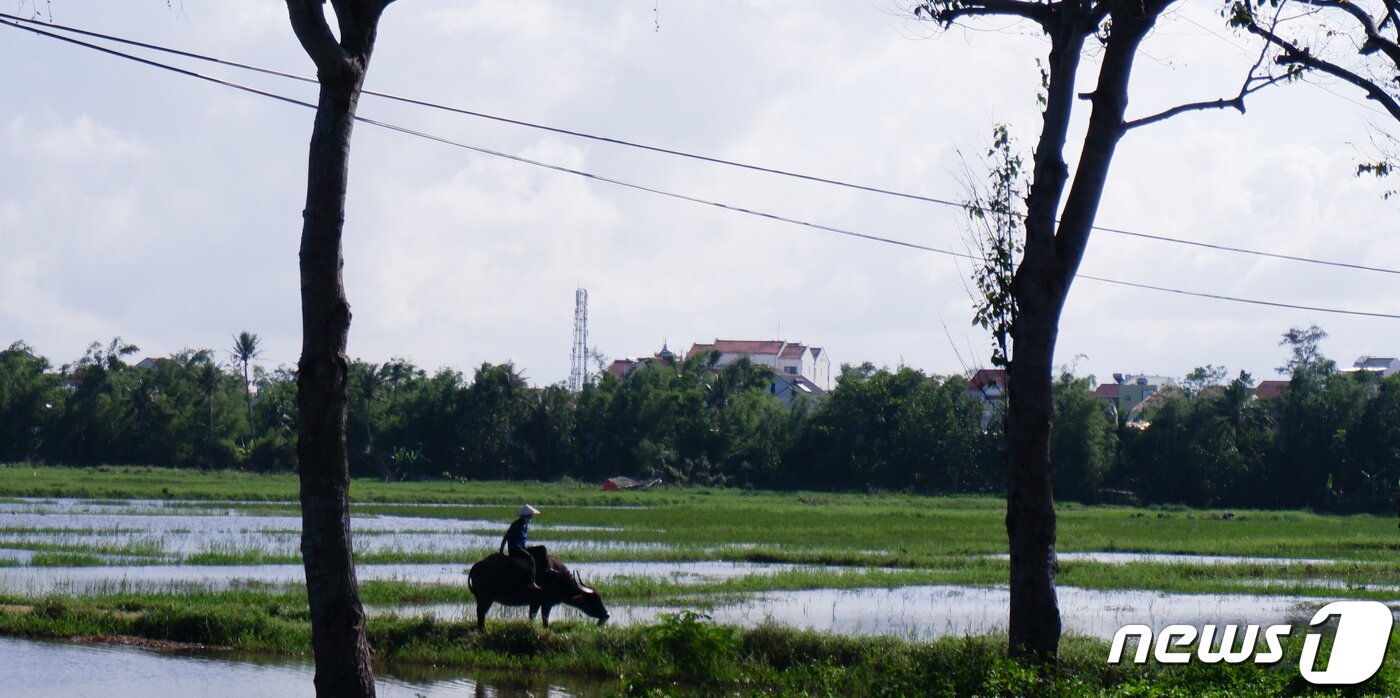 본문 이미지 - 짜꿰 채소마을의 물소ⓒ News1  