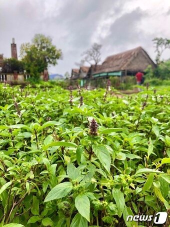 본문 이미지 - 베트남 고수풀 ⓒ News1