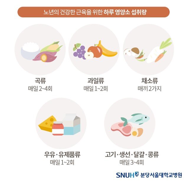 본문 이미지 - 노년기가 되면 근육 유지에 도움이 되는 음식들을 꾸준히 섭취하는 것이 중요하다. (분당서울대병원 제공)