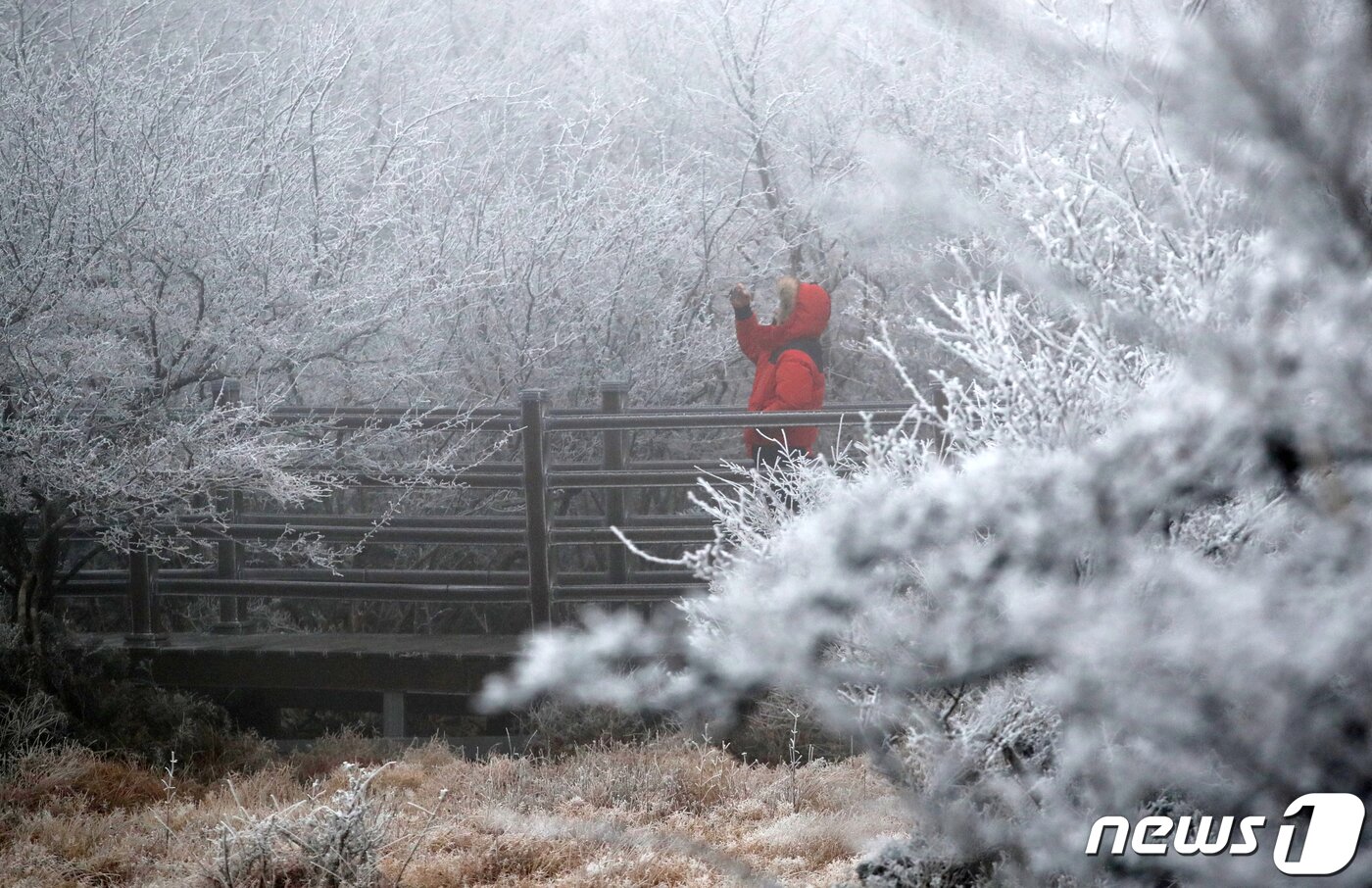 본문 이미지 - 제주 산지에 한파주의보가 발효된 30일 오전 제주 한라산 1100고지에 첫눈이 내리고 있다. 2022.11.30/뉴스1 ⓒ News1 오현지 기자