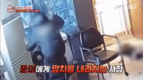 본문 이미지 - (SBS 'TV 동물농장' 갈무리)