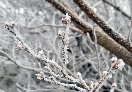 충남 계룡 대설주의보…계룡산 3.4㎝ 눈 쌓여