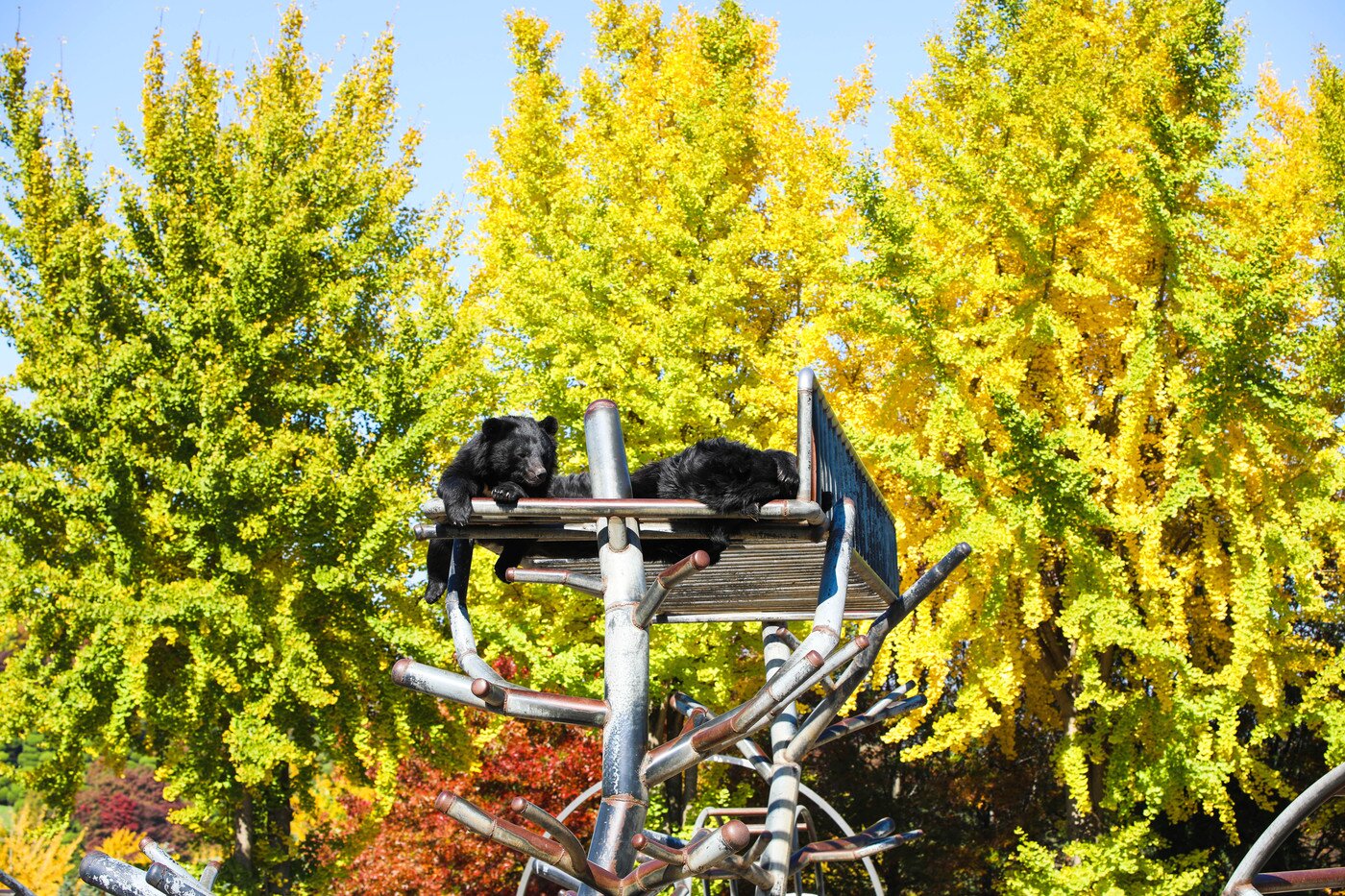 본문 이미지 - 단풍과 곰(베어트리파크 제공)