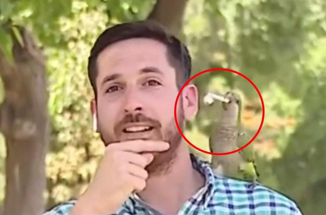 본문 이미지 - 뉴스 생방송 중 나타난 앵무새가 기자의 귀에 꽂혀 있던 무선 이어폰 한쪽을 들고 달아나는 모습. (유튜브 갈무리)