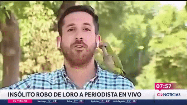 본문 이미지 - 뉴스 생방송 중 나타난 앵무새가 기자의 귀에 꽂혀 있던 무선 이어폰 한쪽을 들고 달아나는 모습. (유튜브 갈무리)