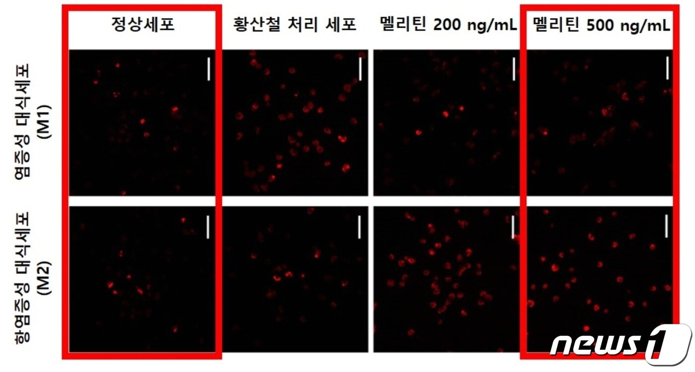 본문 이미지 - 멜리틴 농도가 높아질수록 염증성 대식세포(M1)는 감소하고 항염증성 대식세포(M2)는 증가했다. (자생한방병원 제공)