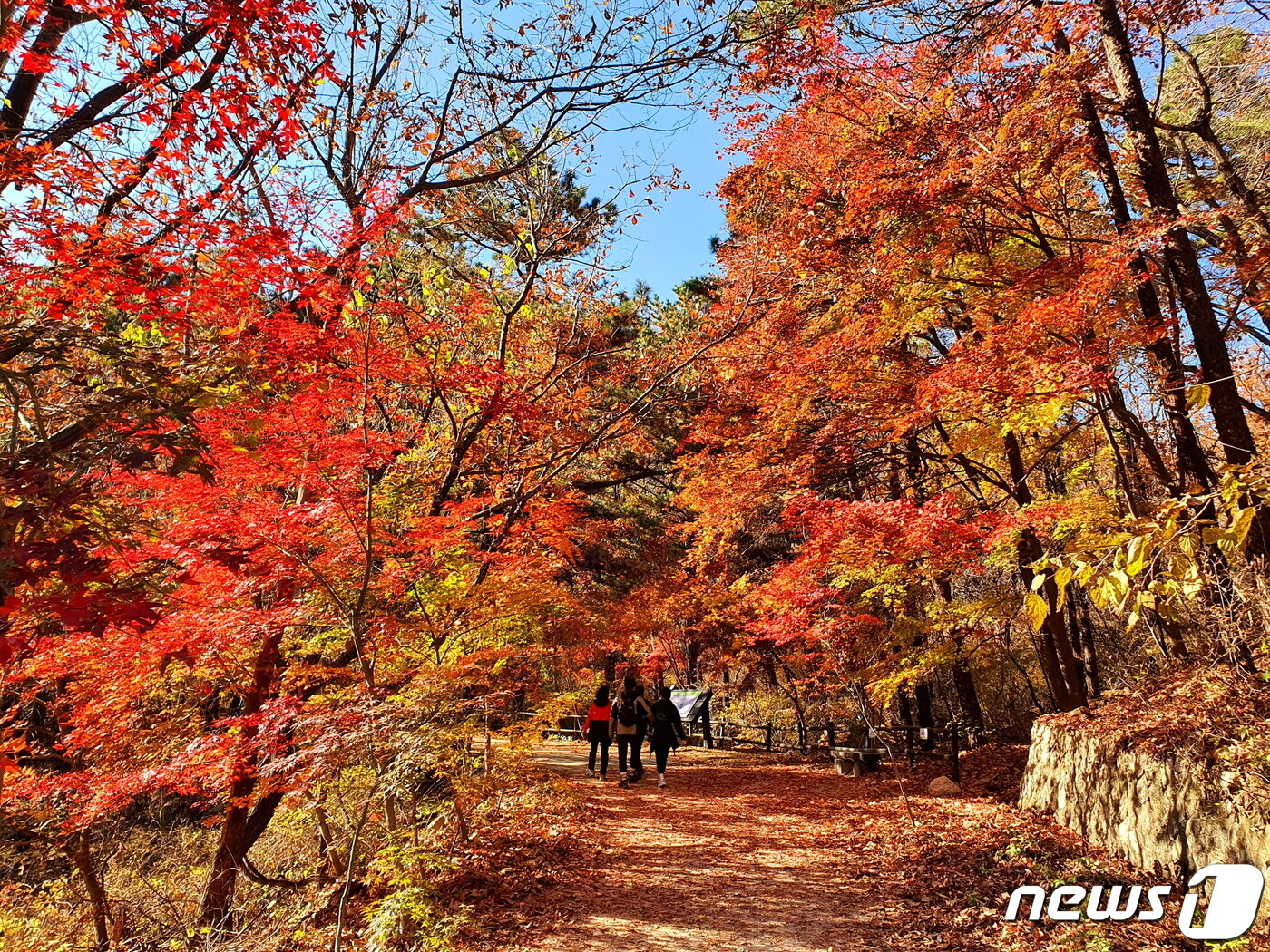 본문 이미지 - 우이령 길에 펼쳐진 단풍의 세계. 붉은 물감을 확 뿌린 듯한 가을 수채화.
