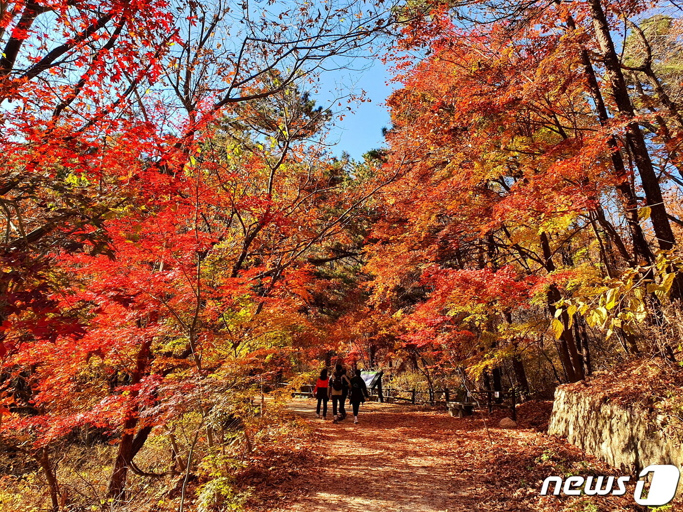 우이령 길에 펼쳐진 단풍의 세계. 붉은 물감을 확 뿌린 듯한 가을 수채화.