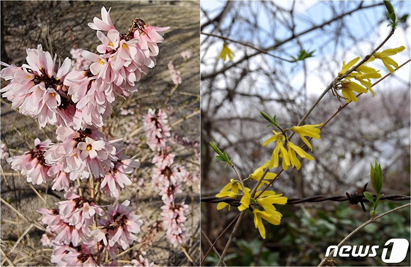 우이령에서 사는 세계적인 희귀식물. 왼쪽 미선나무. 꽃이 예쁜 부채 같다는 이름이다. 사진 황영심 / 오른쪽 산개나리. 개나리보다 색이 연하다. 사진 북한산국립공원사무소.