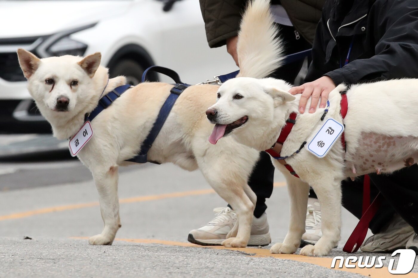 본문 이미지 - 12일 오전 광주 북구 생용동 우치공원 동물원에서 풍산개 암컷 '곰이'와 수컷 '송강'이가 이동하고 하고 있다.  2022.12.12/뉴스1 ⓒ News1 정다움 기자