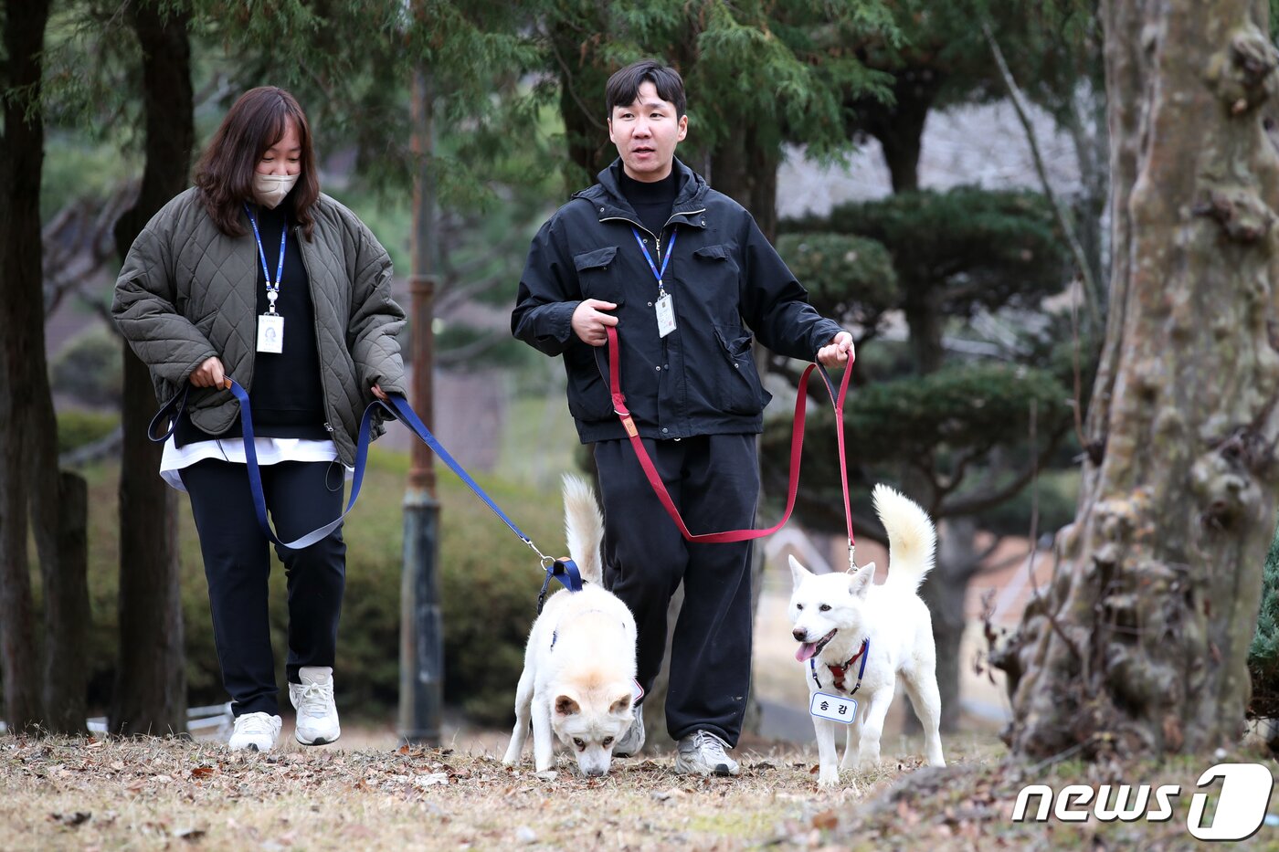본문 이미지 - 12일 오전 광주 북구 생용동 우치공원 동물원에서 풍산개 암컷 '곰이'와 수컷 '송강'이가 사육사와 함께 이동하고 하고 있다. 2022.12.12/뉴스1 ⓒ News1 정다움 기자