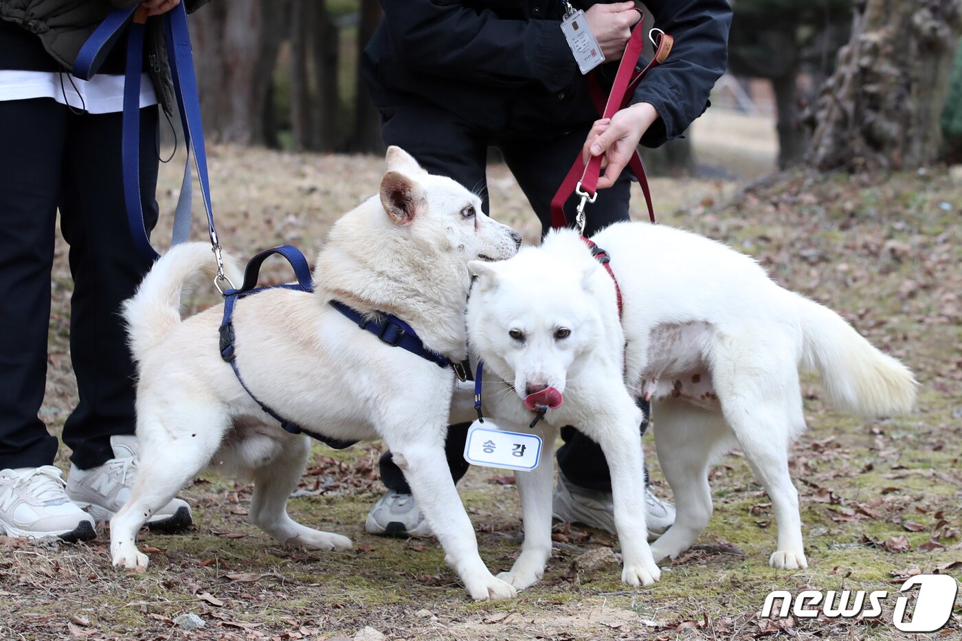 본문 이미지 - 12일 오전 광주 북구 생용동 우치공원 동물원에서 풍산개 암컷 '곰이'와 수컷 '송강'이가 이동하고 하고 있다. 2022.12.12/뉴스1 ⓒ News1 정다움 기자