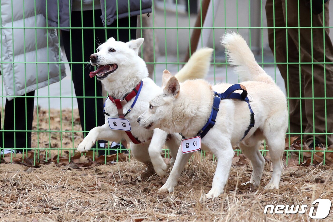 본문 이미지 - 12일 오전 광주 북구 생용동 우치공원 동물원에서 풍산개 암컷 '곰이'와 수컷 '송강'이가 산책하고 있다. 2022.12.12/뉴스1 ⓒ News1 정다움 기자